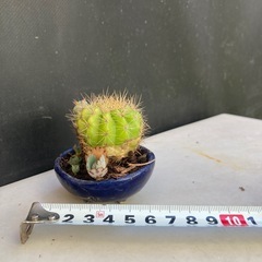 サボテンと多肉植物の寄せ植え　