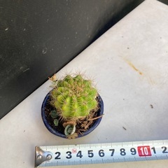 サボテンと多肉植物の寄せ植え　の画像
