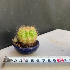 サボテンと多肉植物の寄せ植え　の画像