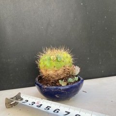 サボテンと多肉植物の寄せ植え　の画像