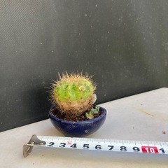 サボテンと多肉植物の寄せ植え　の画像