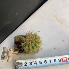 サボテンと多肉植物の寄せ植えの画像