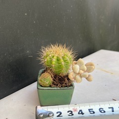 サボテンと多肉植物の寄せ植えの画像