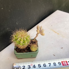 サボテンと多肉植物の寄せ植えの画像