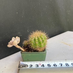 サボテンと多肉植物の寄せ植えの画像