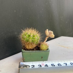 サボテンと多肉植物の寄せ植え