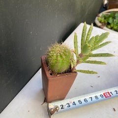 サボテンと多肉植物の寄せ植えの画像