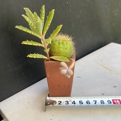 サボテンと多肉植物の寄せ植えの画像