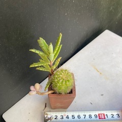 サボテンと多肉植物の寄せ植えの画像