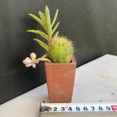 サボテンと多肉植物の寄せ植え