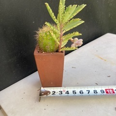 サボテンと多肉植物の寄せ植えの画像