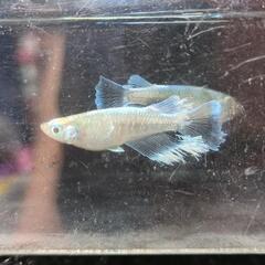 メダカシーズンオフに向けてセールします！