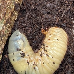 カブトムシの幼虫