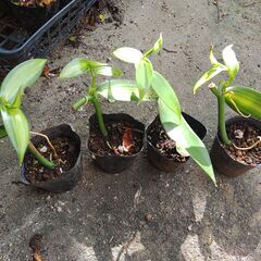 植物【バニラ】の画像