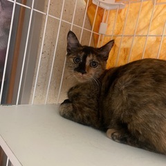 サビ猫 子猫