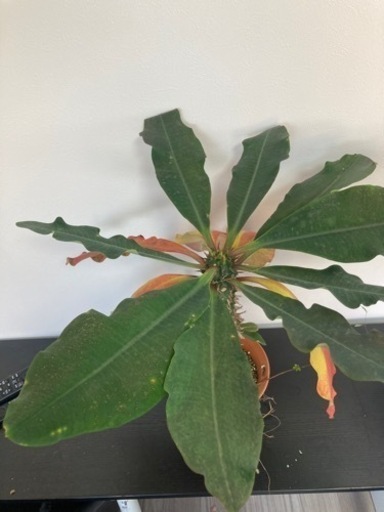 【受付終了】ユーフォルビア　ピグエリー　親株　ガーデニング　観葉植物　塊根植物　多肉植物　ビザールプランツ