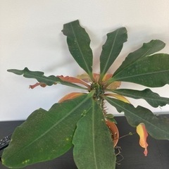 【受付終了】ユーフォルビア　ピグエリー　親株　ガーデニング　観葉...