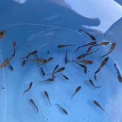 グッピーちゃん！！！の画像