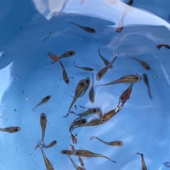 グッピーちゃん！！！の画像