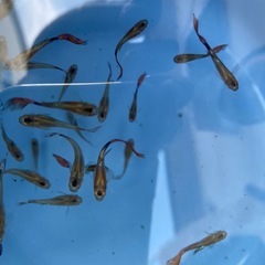 グッピーちゃん！！！の画像