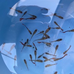 グッピーちゃん！！！