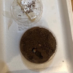 ノコギリクワガタ　幼虫2匹②