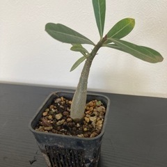 【受付終了】【落葉特別価格20%オフ済】アデニウム　実生　観葉植...