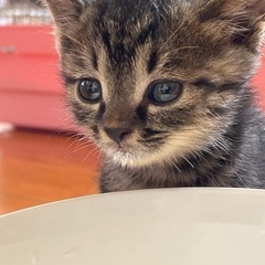 子猫の里親募集