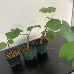 【コメントもらえたら今の写真送ります。】ボンバックス　挿木　発根...