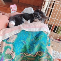 2か月子猫男の子♂ワクチン済み引き渡し里親募集⭐︎