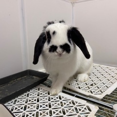 ホーランドロップイヤー（♂1歳）