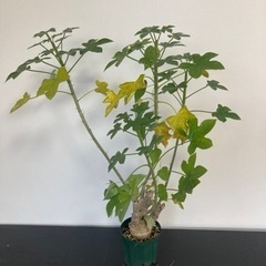 【受付終了】ヤトロファ　スピカータ　観葉植物　塊根植物　多肉植物...