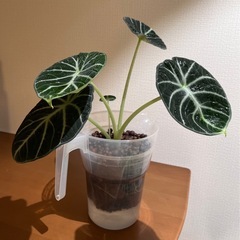 アロカシア　ニンジャ　観葉植物