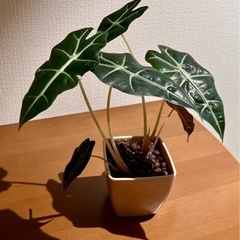 アロカシア　ポリー　観葉植物