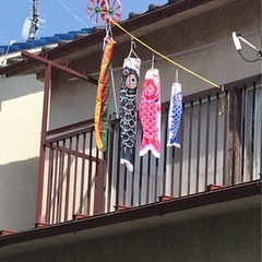 鯉のぼり