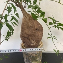 【20%オフ　6/25】【20%オフ　6/15 目覚めたので投稿します。】キフォステンマ　エレファントプス　塊根植物　観葉植物　ビザールプランツ　生活雑貨 家庭用品 ガーデニングの画像