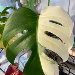 【観葉植物】 モンステラ・ボルシギアナ　アルボ（ホワイトタイガー...