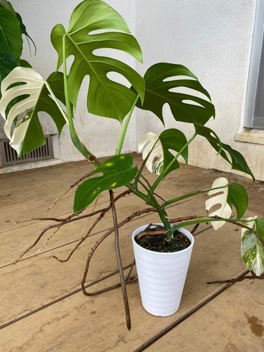 【観葉植物】 モンステラ・ボルシギアナ　アルボ（ホワイトタイガー）ハーフムーン　斑入り