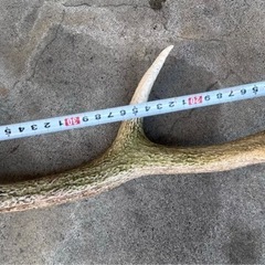 【終了
】 鹿の角③