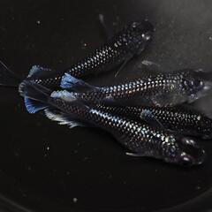完売🙇🐟️ミッドナイトフリル　ラメ✨️　２ペア🉐　№40　きれいです✨️ 安心現物個体の画像