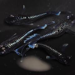 完売🙇🐟️ミッドナイトフリル　ラメ✨️　２ペア🉐　№40　きれいです✨️ 安心現物個体の画像