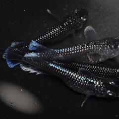 完売🙇🐟️ミッドナイトフリル　ラメ✨️　２ペア🉐　№40　きれいです✨️ 安心現物個体の画像