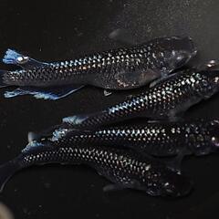 完売🙇🐟️ミッドナイトフリル　ラメ✨️　２ペア🉐　№40　きれいです✨️ 安心現物個体の画像