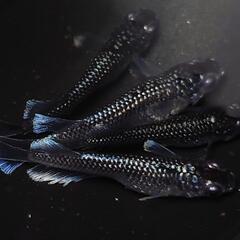 完売🙇🐟️ミッドナイトフリル　ラメ✨️　２ペア🉐　№40　きれい...