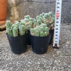 サボテン　銀手毬　ギンテマリ　4カップセット　多肉植物