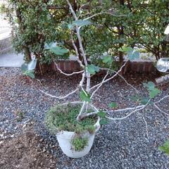 受け渡し決定）いちじく鉢植え