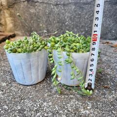 グリーンネックレス　2カップセット　多肉植物