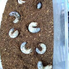 カブトムシの幼虫譲ります。