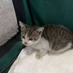 ありがとうございました。里親様決まりました。公園に遺棄された子猫