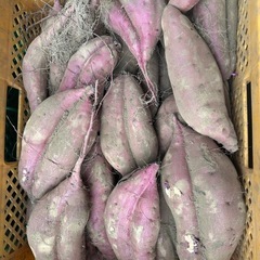 さつまいも　べにはるか　掘りたて　新芋の画像